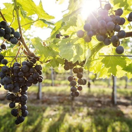 Weingut & Gaestezimmer Edelmann Goettlesbrunn Экстерьер фото