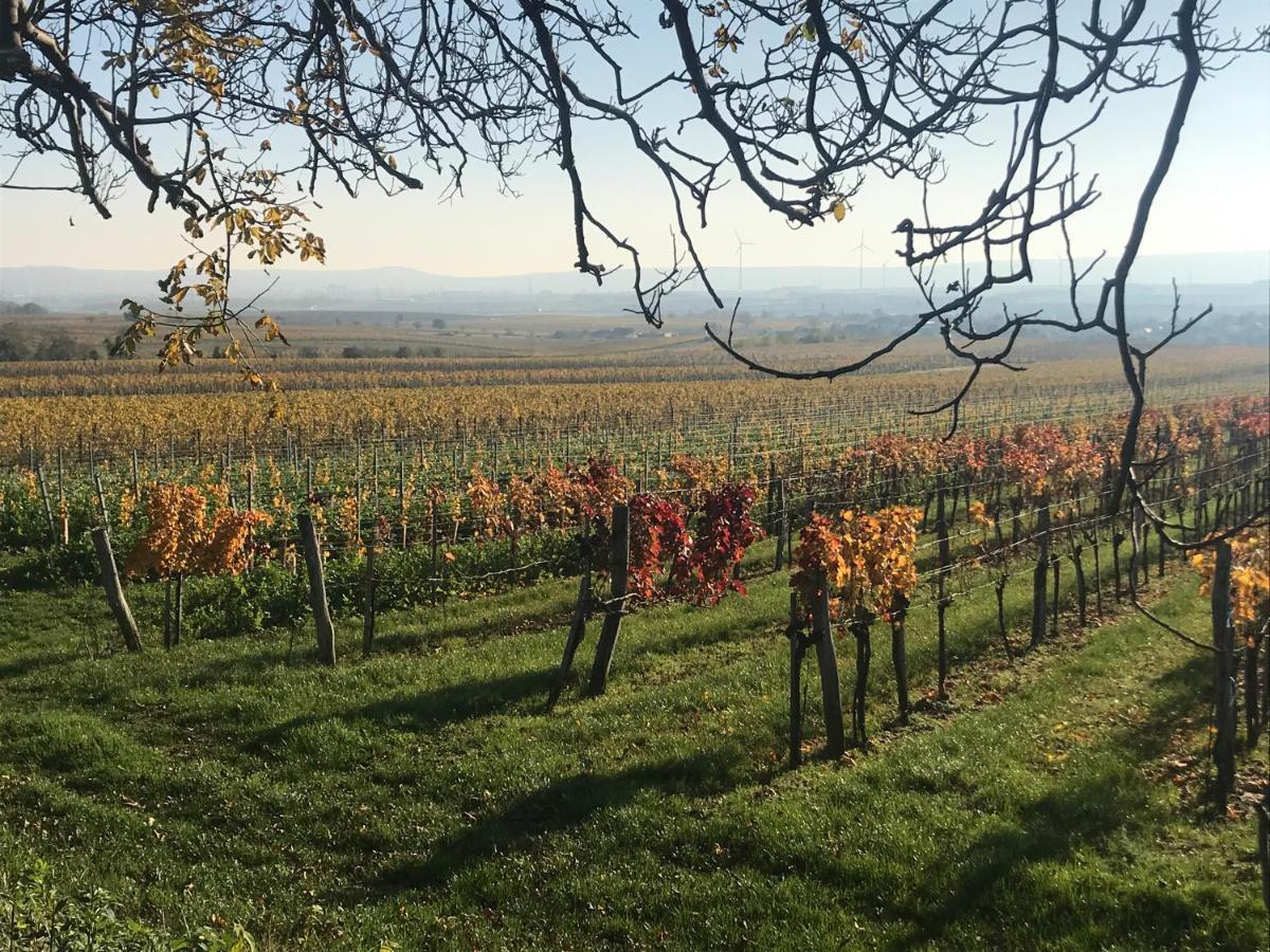 Weingut & Gaestezimmer Edelmann Goettlesbrunn Экстерьер фото