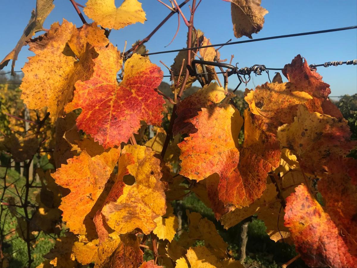 Weingut & Gaestezimmer Edelmann Goettlesbrunn Экстерьер фото